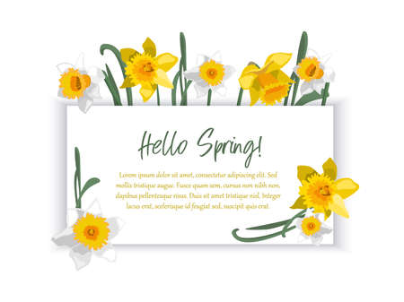 Romantic banner with floral border of daffodils. Template for greeting, invitation, advertising.のイラスト素材