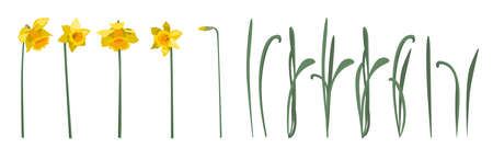 Set of yellow daffodil flowers with leaves and stems, isolated on white backgroundのイラスト素材