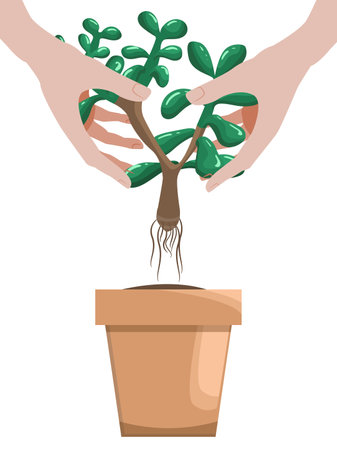 Hands planting a crassula succulent into flower pot. Isolated on white backgroundのイラスト素材