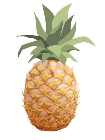 Vector semi realistic isolated pineapple fruit, whole pineapple with leaves. White backgroundのイラスト素材