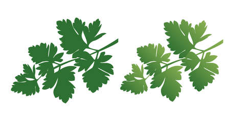 Green leaves of parsley herb isolated on white backgroundのイラスト素材
