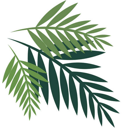Three flat style green palm leaves isolated on white backgroundのイラスト素材