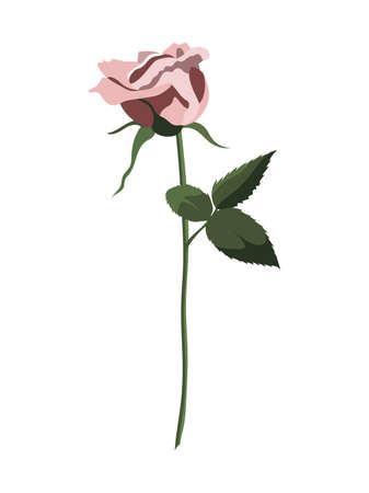 Single pink rose flower half-open with leaves, isolated on white backgroundのイラスト素材