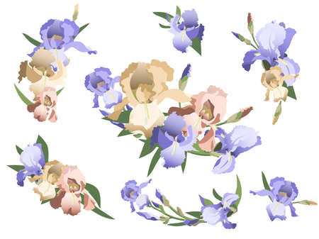 Set of iris flower arrangements, isolated on white background. Design elements for invitations and greeting cards.のイラスト素材