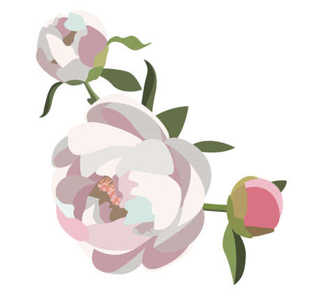 Peony floral composition, three white and pink flowers with greenery. Wedding card decoration. Romantic background.のイラスト素材
