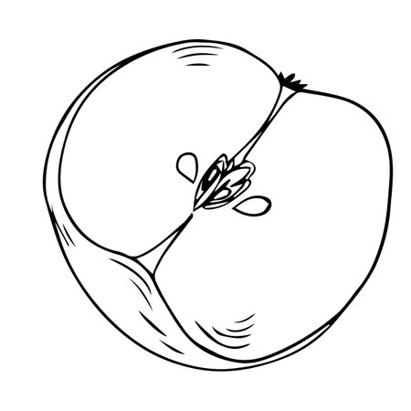 Halved apple sketch in engraved style isolated on white background. Line art, hand drawn sketch. Vector drawing.のイラスト素材