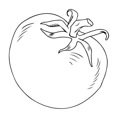 Whole tomato sketch, great design for any purposes. Isolated on white backgroundのイラスト素材