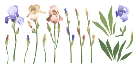 Set of floral design elements, iris flowers and buds, leaves and stems. Isolated on white backgroundのイラスト素材