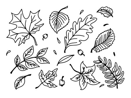 Vector set of black lineart autumn leaves in hand drawn doodle style. Isolated on white backgroundのイラスト素材