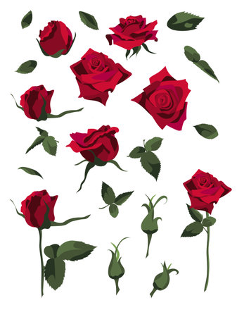 Set of floral design elements, red roses and buds, leaves and stems. Isolated on white backgroundのイラスト素材