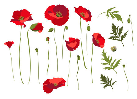 Set of design elements, rep poppy flowers, stems and leaves. Isolated on white backgroundのイラスト素材