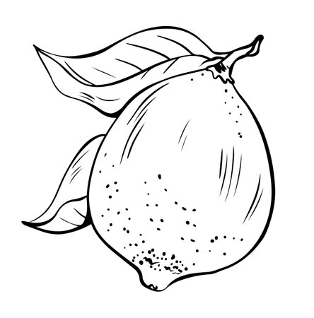 Hand drawn lineart single whole lemon with leaves on white backgroundのイラスト素材