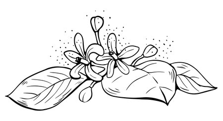Hand drawn lineart single lemon flowers with leaves on white backgroundのイラスト素材