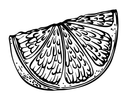 Hand drawn lineart single lemon slice isolated on white backgroundのイラスト素材