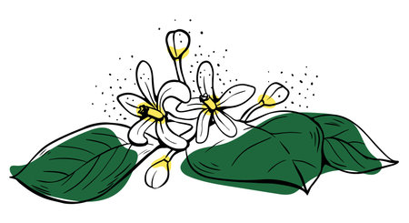 Hand drawn lineart white lemon flowers with green leaves on white backgroundのイラスト素材