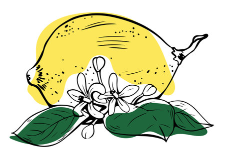 Hand drawn lineart single whole yellow lemon with flowers and green leaves on white backgroundのイラスト素材