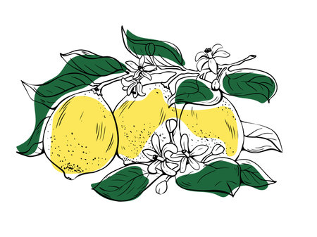 Hand drawn lineart three whole yellow lemons with flowers and green leaves on white backgroundのイラスト素材