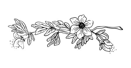 Lineart of pomegranate tree branch with leaves and flowers black on white backgroundのイラスト素材