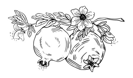 Lineart of two whole pomegranate fruits with leaves and flowers black on white backgroundのイラスト素材
