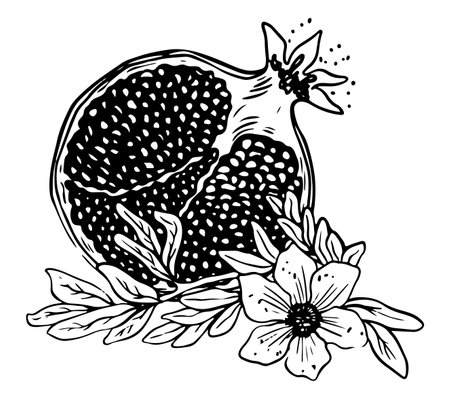 Lineart of sliced pomegranate with leaves and flowers black on white backgroundのイラスト素材