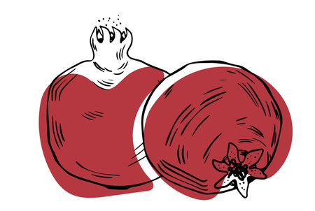 Sketch style two whole pomegranate fruits isolated on white background with red fillのイラスト素材