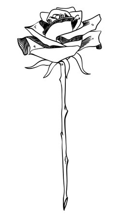 Single rose on stem with thorns sketch style doodle black lineart on white backgroundのイラスト素材