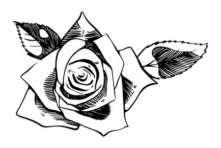 Single rose flower with leaves sketch style doodle black lineart on white backgroundのイラスト素材