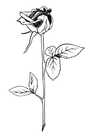 Single rose bud sketch style doodle black lineart on white background with bud and leavesのイラスト素材