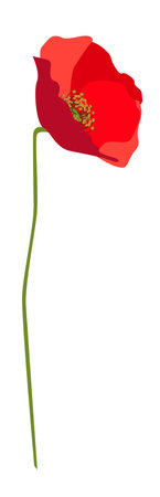 Single lush red poppy flower on a stem with leaves isolated on white backgroundのイラスト素材