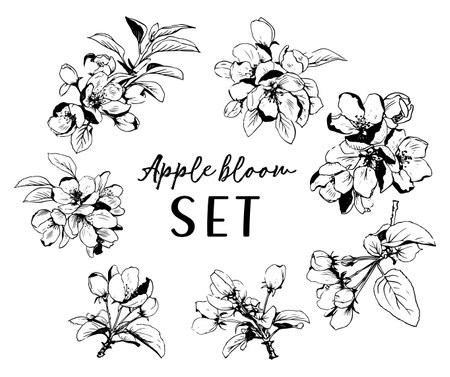 Set of lineart style apple blossom flowers and leaves isolated black on white backgroundのイラスト素材