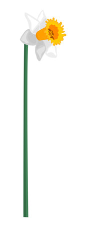 Single white side view daffodil flower on a stem isolated on white backgroundのイラスト素材