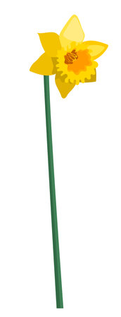 Single yellow daffodil flower on a stem isolated on white backgroundのイラスト素材