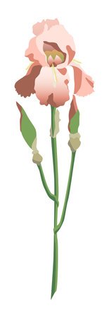 Single pink iris flower on a stem with buds isolated on white backgroundのイラスト素材
