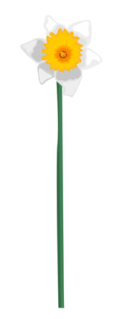 Single white front view daffodil flower on a stem isolated on white backgroundのイラスト素材