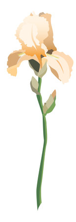 Single yellow iris flower on a stem with buds isolated on white backgroundのイラスト素材