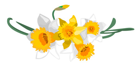 White and yellow daffodil flower arrangement for design template isolated on white backgroundのイラスト素材