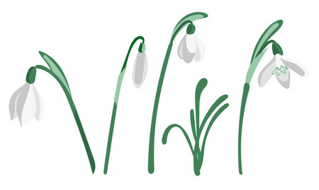 Vector set of white snowdrops with leaves flat style isolated on white backgroundのイラスト素材