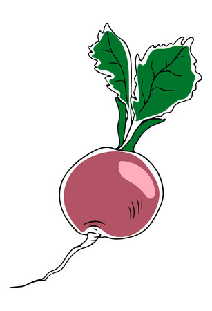 Vector lineart style pink radish with greenery isolated on white backgroundのイラスト素材