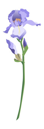 Single blue iris flower on a stem with buds isolated on white backgroundのイラスト素材