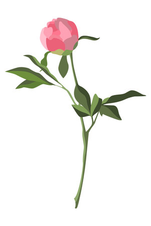 Single pink peony bud on a stem with leaves isolated on white backgroundのイラスト素材