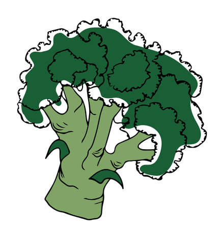 Lineart style green whole broccoli black outline isolated on white backgroundのイラスト素材