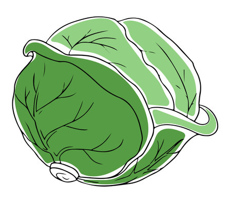 Lineart style whole green cabbage black outline isolated on white backgroundのイラスト素材