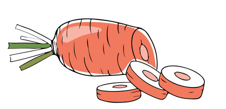 Vector lineart style orange carrot with chopped pieces isolated on white backgroundのイラスト素材