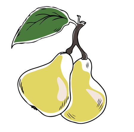 Lineart style vector two yellow pears with leaf black outline on white background isolatedのイラスト素材