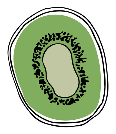 Lineart style single kiwi slice black outline on white backgroundのイラスト素材