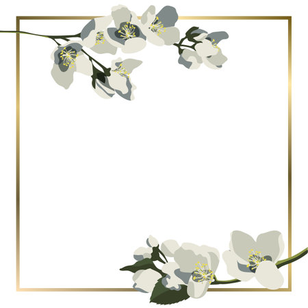 Vector square background with blooming jasmine branches and golden frameのイラスト素材