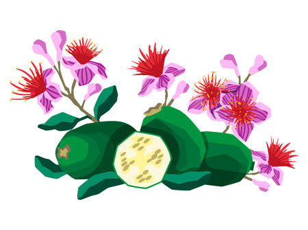 Vector illustration of feijoa fruits with flowers and leaves on white background flat styleのイラスト素材