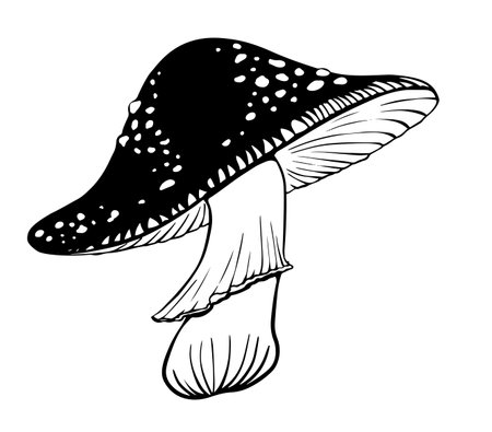 Vector black and white fly agaric mushroom doodle style isolated on white backgroundのイラスト素材