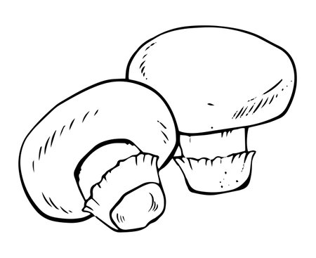Vector black and white champignon mushrooms doodle style isolated on white backgroundのイラスト素材
