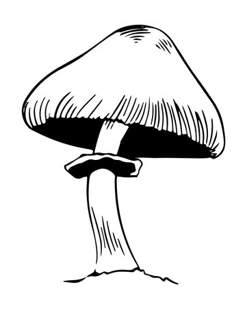 Vector black and white silky sheath mushroom doodle style isolated on white backgroundのイラスト素材
